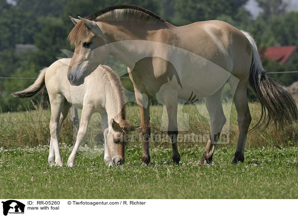 Fjordpferd Stute mit Fohlen / mare with foal / RR-05260