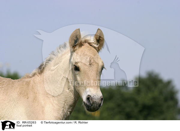 Fjordpferdefohlen Portrait / foal portrait / RR-05263