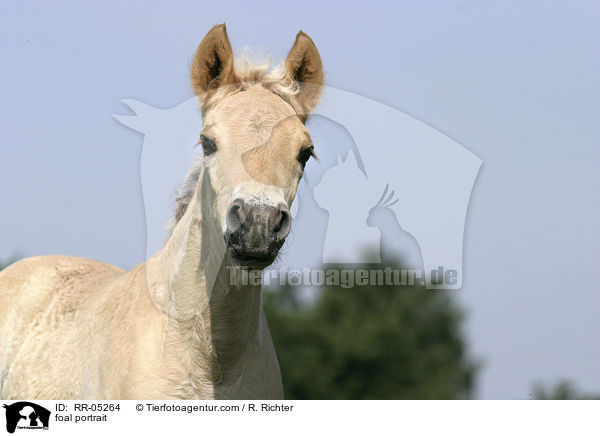 Fjordpferdefohlen Portrait / foal portrait / RR-05264