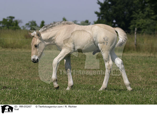 foal / RR-05267