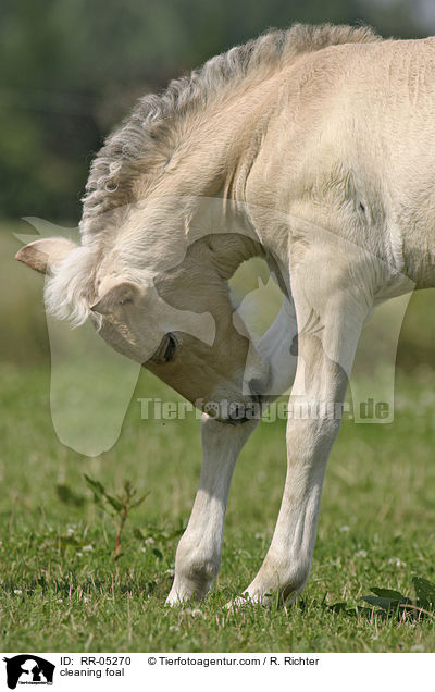 cleaning foal / RR-05270