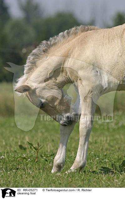 cleaning foal / RR-05271