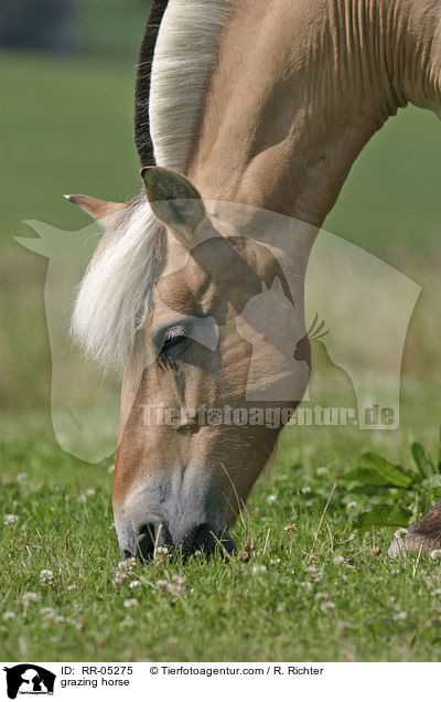Pferd beim grasen / grazing horse / RR-05275