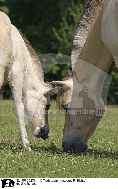 Pferde beim grasen / grazing horses / RR-05276