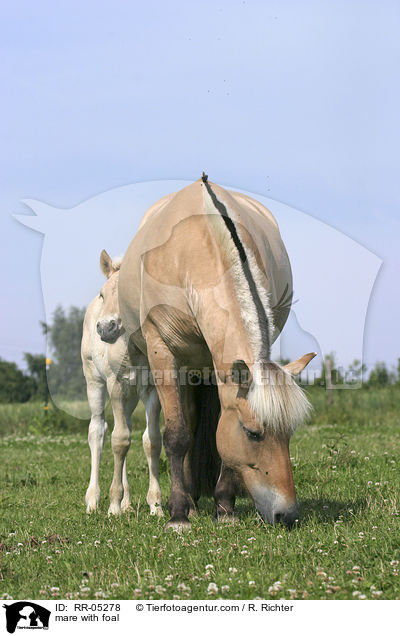 Stute mit Fohlen / mare with foal / RR-05278
