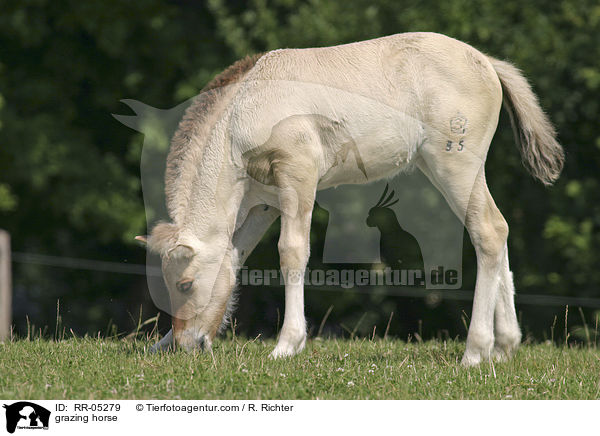 Pferd beim grasen / grazing horse / RR-05279