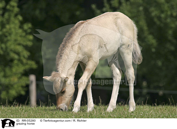 Pferd beim grasen / grazing horse / RR-05280