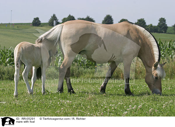 Stute mit Fohlen / mare with foal / RR-05291