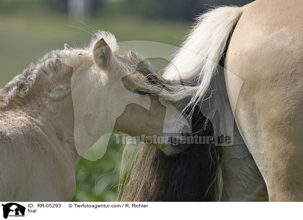 Fohlen am Schweif der Mutter / foal / RR-05293