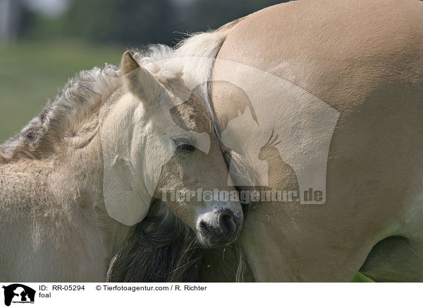 Fohlen am Schweif der Mutter / foal / RR-05294