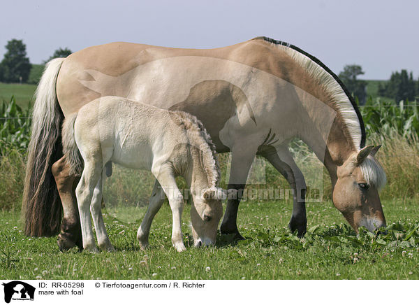 Stute mit Fohlen / mare with foal / RR-05298