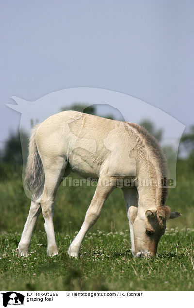 grasendes Fohlen / grazing foal / RR-05299