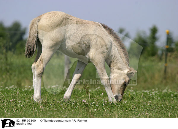 grasendes Fohlen / grazing foal / RR-05300