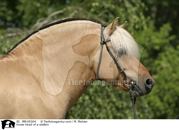 Hengst Skagen Portrait / horse head of a stallion / RR-05304