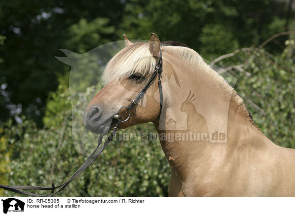 horse head of a stallion / RR-05305