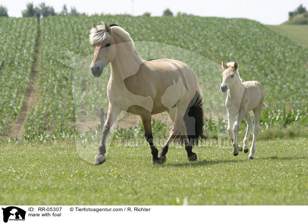 Stute mit Fohlen / mare with foal / RR-05307