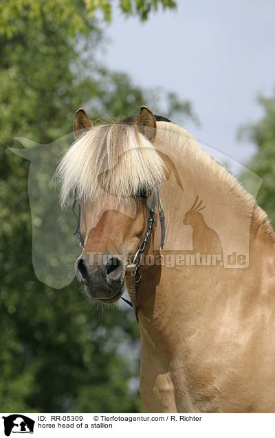 Hengst Skagen Portrait / horse head of a stallion / RR-05309