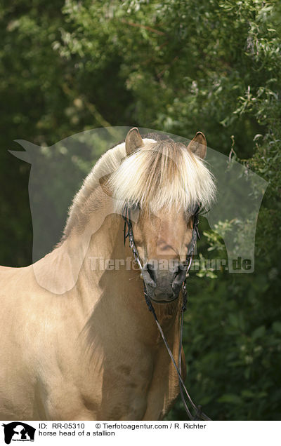 Hengst Skagen Portrait / horse head of a stallion / RR-05310