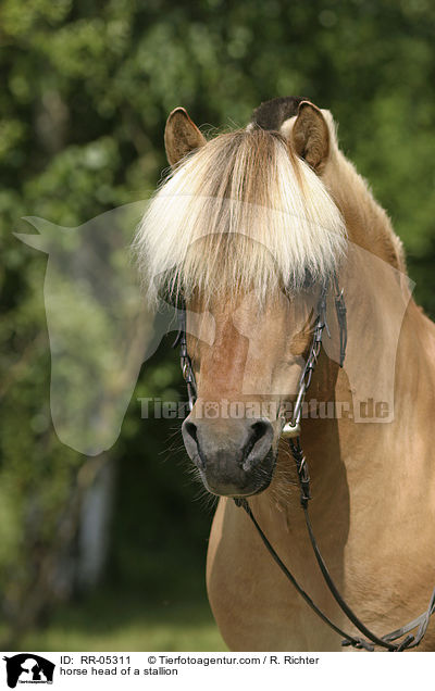 horse head of a stallion / RR-05311