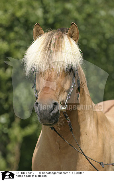 horse head of a stallion / RR-05312