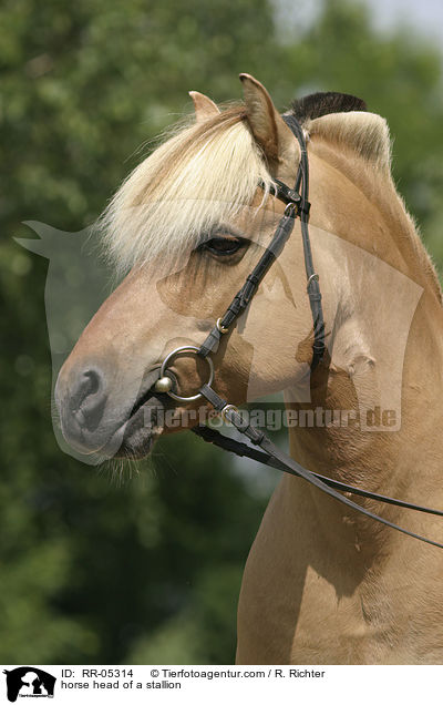 Hengst Skagen Portrait / horse head of a stallion / RR-05314