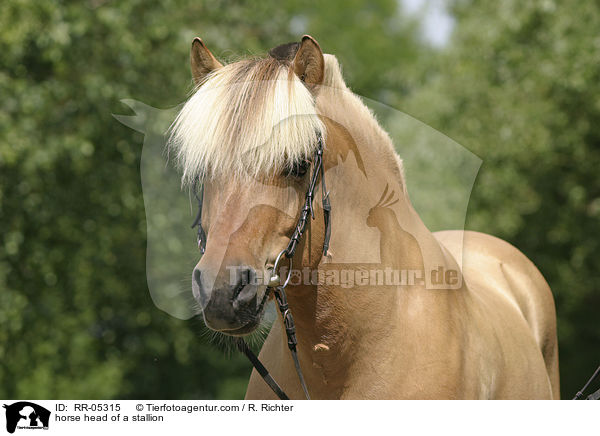 Hengst Skagen Portrait / horse head of a stallion / RR-05315
