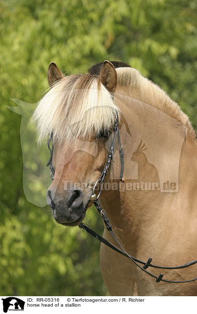 Hengst Skagen Portrait / horse head of a stallion / RR-05316