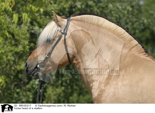 Hengst Skagen Portrait / horse head of a stallion / RR-05317