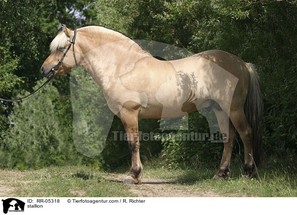 Fjordpferd Hengst / stallion / RR-05318