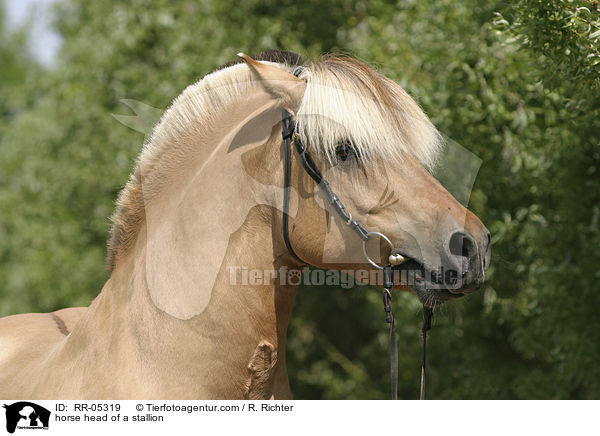 Hengst Skagen Portrait / horse head of a stallion / RR-05319