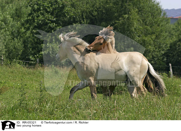 spielerischer Kampf / two young horses / RR-05321