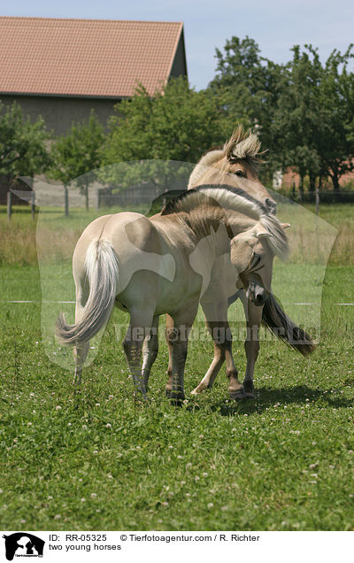 spielerischer Kampf / two young horses / RR-05325