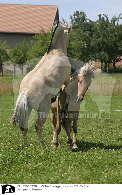 two young horses / RR-05326