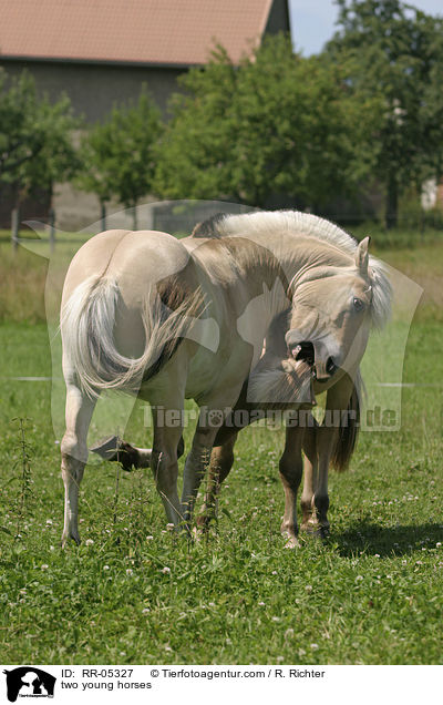 spielerischer Kampf / two young horses / RR-05327