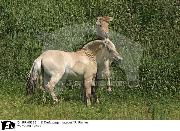 spielerischer Kampf / two young horses / RR-05329