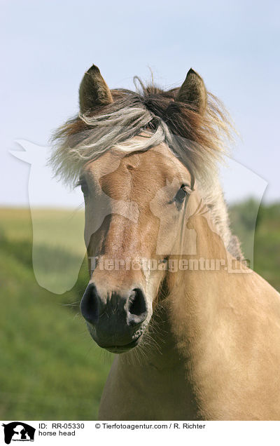 Fjordpferdeportrait / horse head / RR-05330