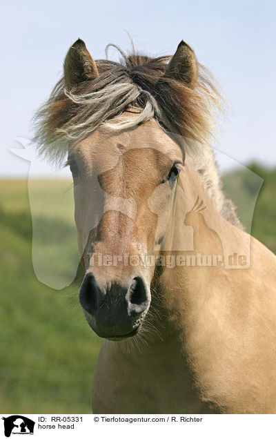 Fjordpferdeportrait / horse head / RR-05331