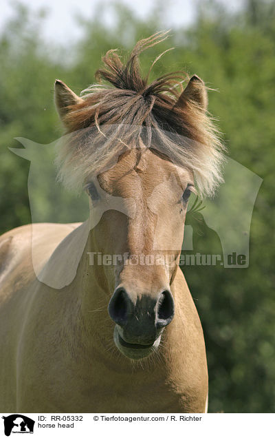 Fjordpferdeportrait / horse head / RR-05332