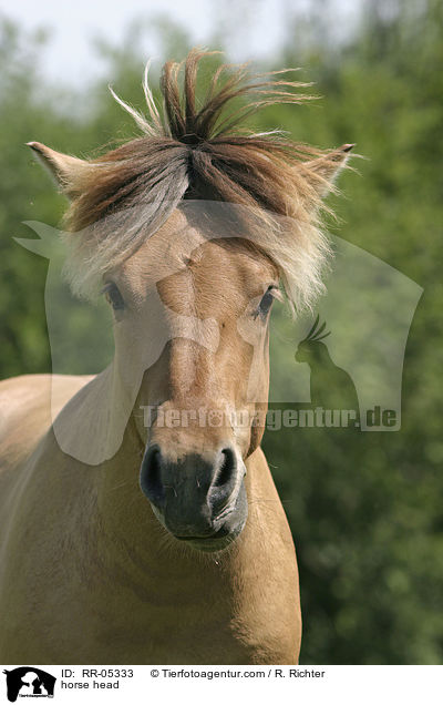 Fjordpferdeportrait / horse head / RR-05333