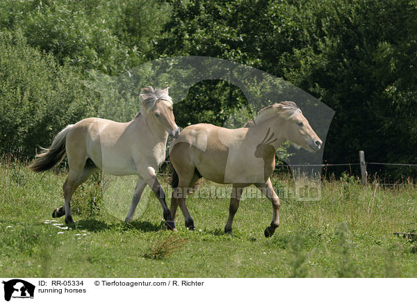 trabende Pferde / running horses / RR-05334