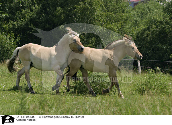 trabende Pferde / running horses / RR-05335