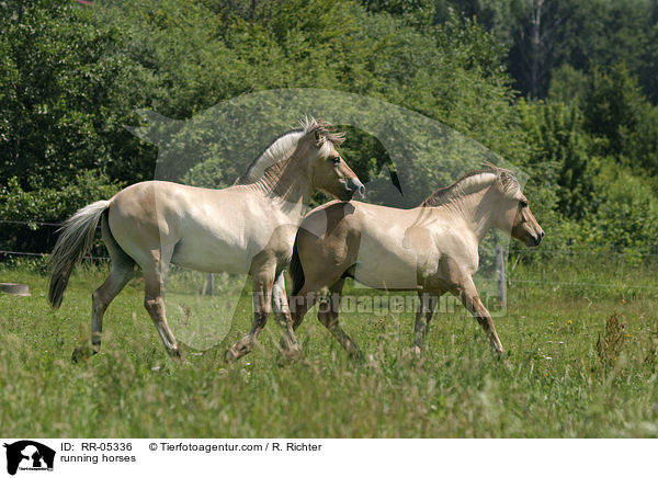 trabende Pferde / running horses / RR-05336