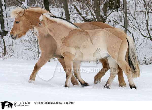 Fjordpferde / Fjord Horses / RR-06750