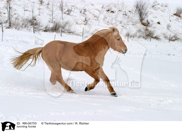 galoppierendes Fjordpferd / running horse / RR-06755