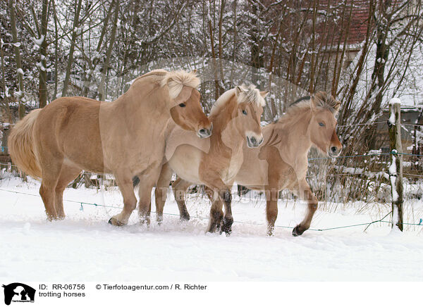 trabende Fjordpferde / trotting horses / RR-06756