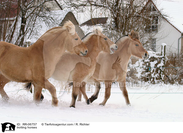trabende Fjordpferde / trotting horses / RR-06757