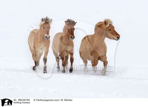 trabende Fjordpferde / trotting horses / RR-06759