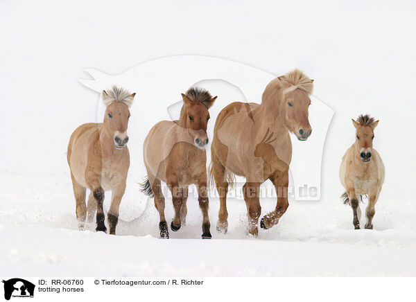 trabende Fjordpferde / trotting horses / RR-06760