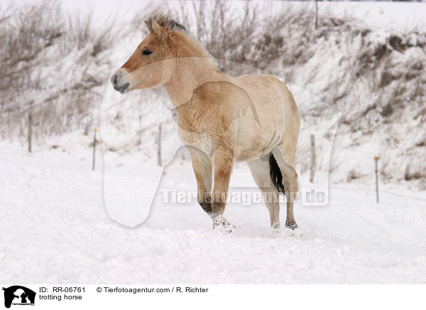 trabendes Fjordpferd / trotting horse / RR-06761