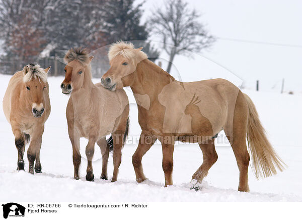 Fjordpferd / Fjord Horses / RR-06766